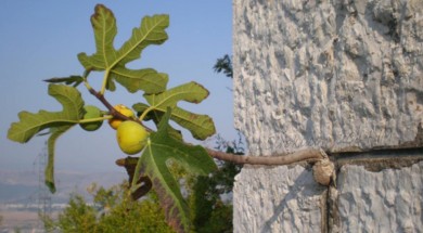 smokva_u_zidu_Fig_in_the_wall_stone